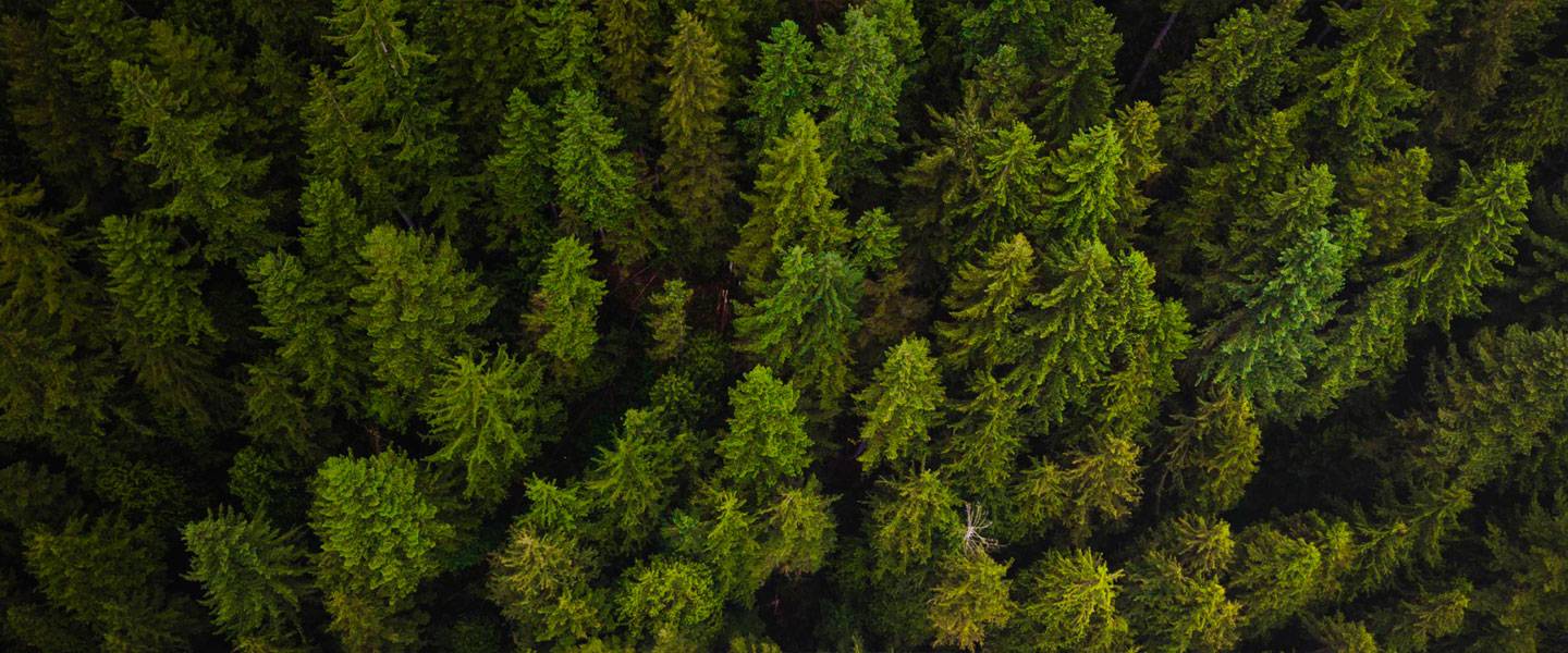 Over 545.000 Trees Planted and Counting!